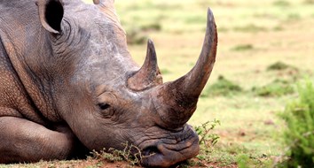 Will a Free Market in Horns Save the Rhino?