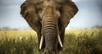 ¡Salva a los elefantes!... volviéndolos propiedad privada