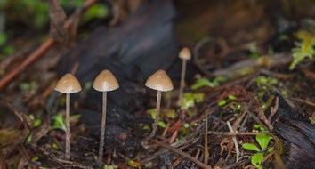 Denver’s Effort to Decriminalize Psychedelic Mushrooms Shows the Drug War's Next Phase