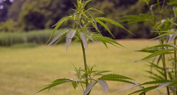 Green Rush: How Hemp Is Growing the Economy and Transforming American Farming