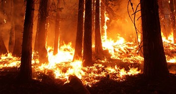 Data on Amazon Rainforest Fires Tell a Much Different Story Than Social Media
