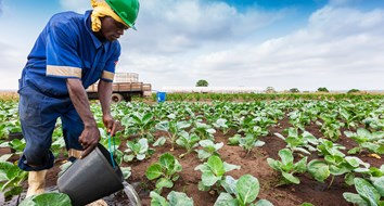 Cómo subsidios agrícolas de países ricos perjudican a productores africanos